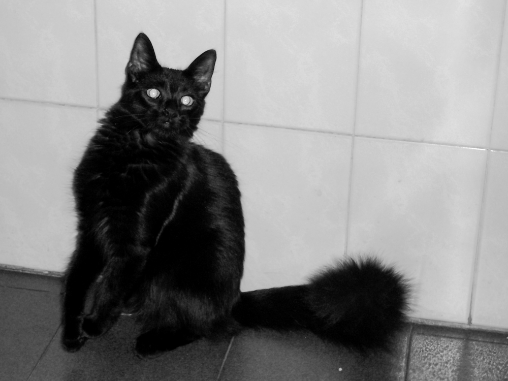"el mismo gato negro" de Lucrecia Mara Pastrana R