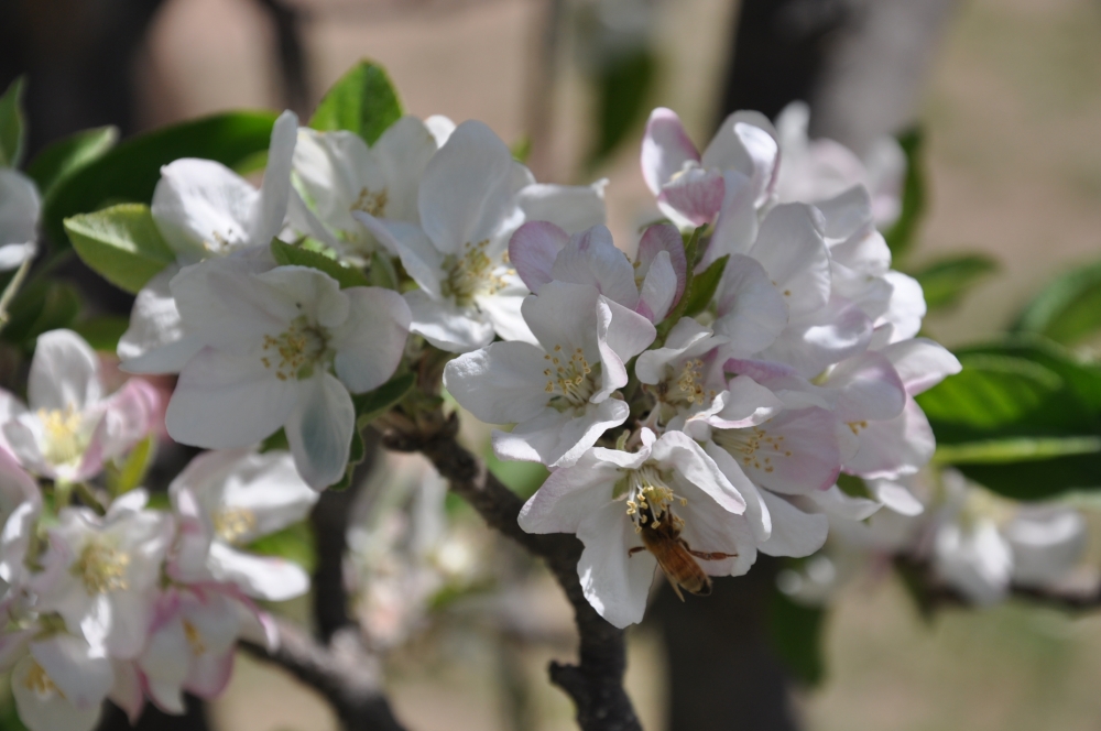 "las flores del manzano" de Jose Alberto Vicente