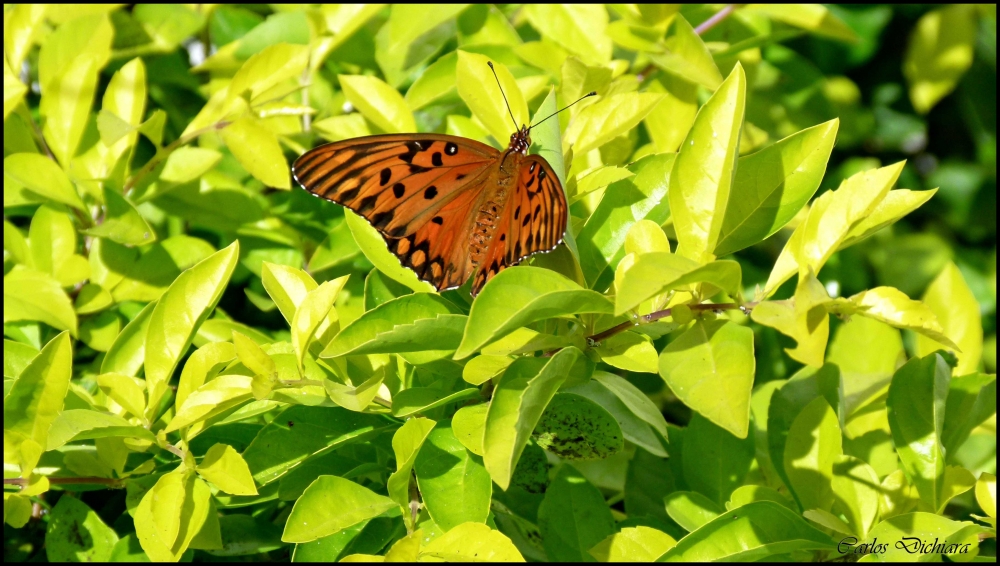 "Mariposona!!!!!!!!" de Carlos Dichiara