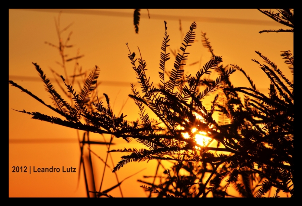 "`Sol, Algarrobo ... y fotos`" de J. Leandro Lutz