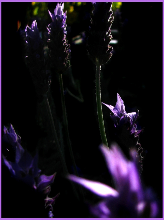 "lavanda III" de Jorge Mariscotti (piti)