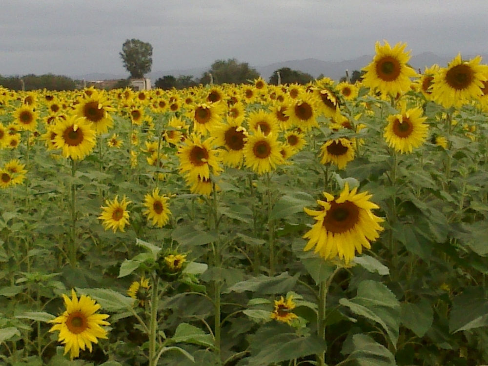 "Girasoles" de Silvia Carandino