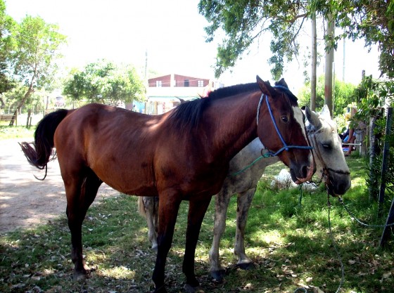 "Caballitos Amigos" de Julia Morales Furest