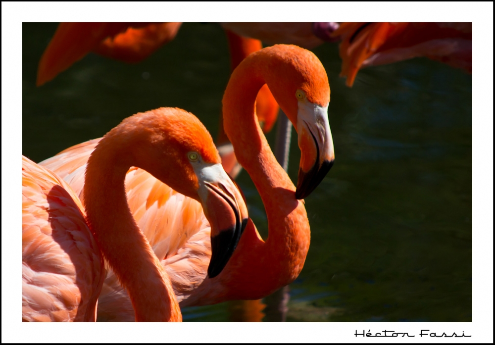 "Pareja" de Hctor Fassi