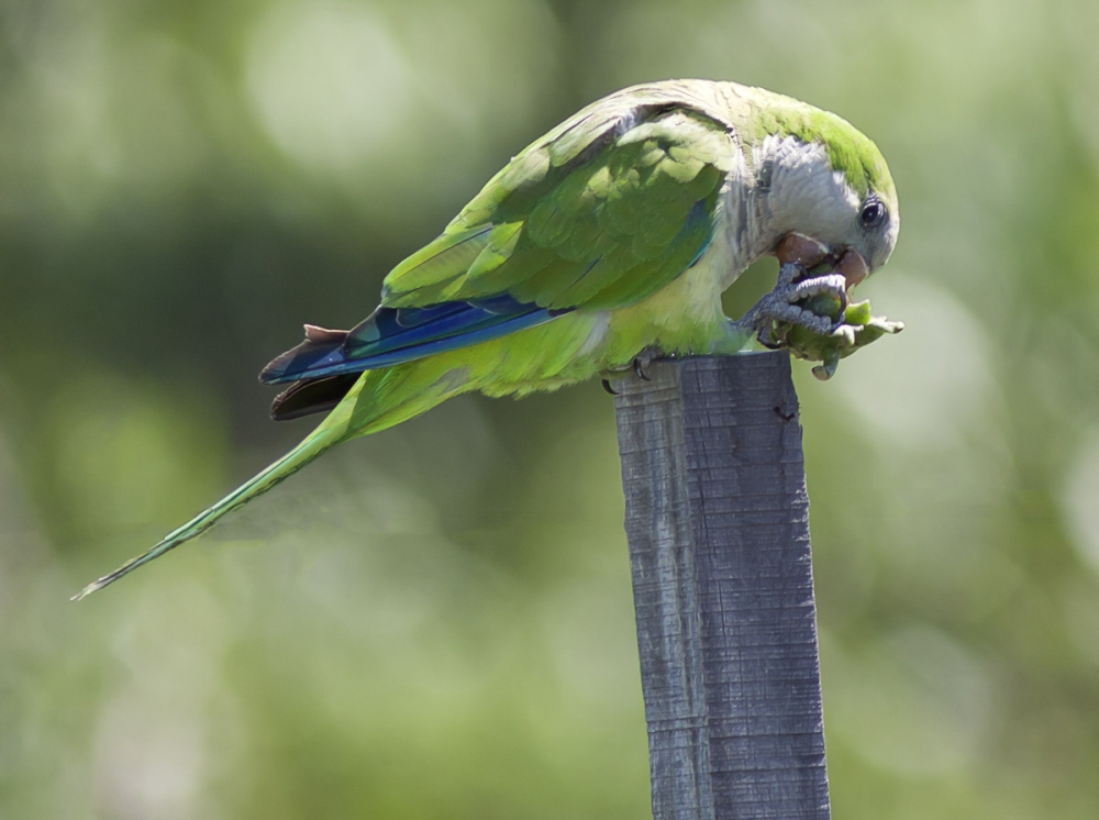 "comiendo cardo" de Edith Polverini