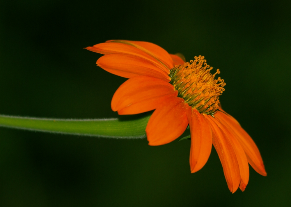 "una flor" de Edith Polverini