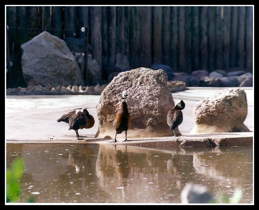 "Backstreet ducks" de Cecilia Navarro