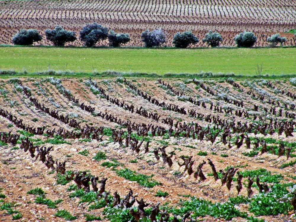 "lineas en el campo" de Rosa Mara Olivn