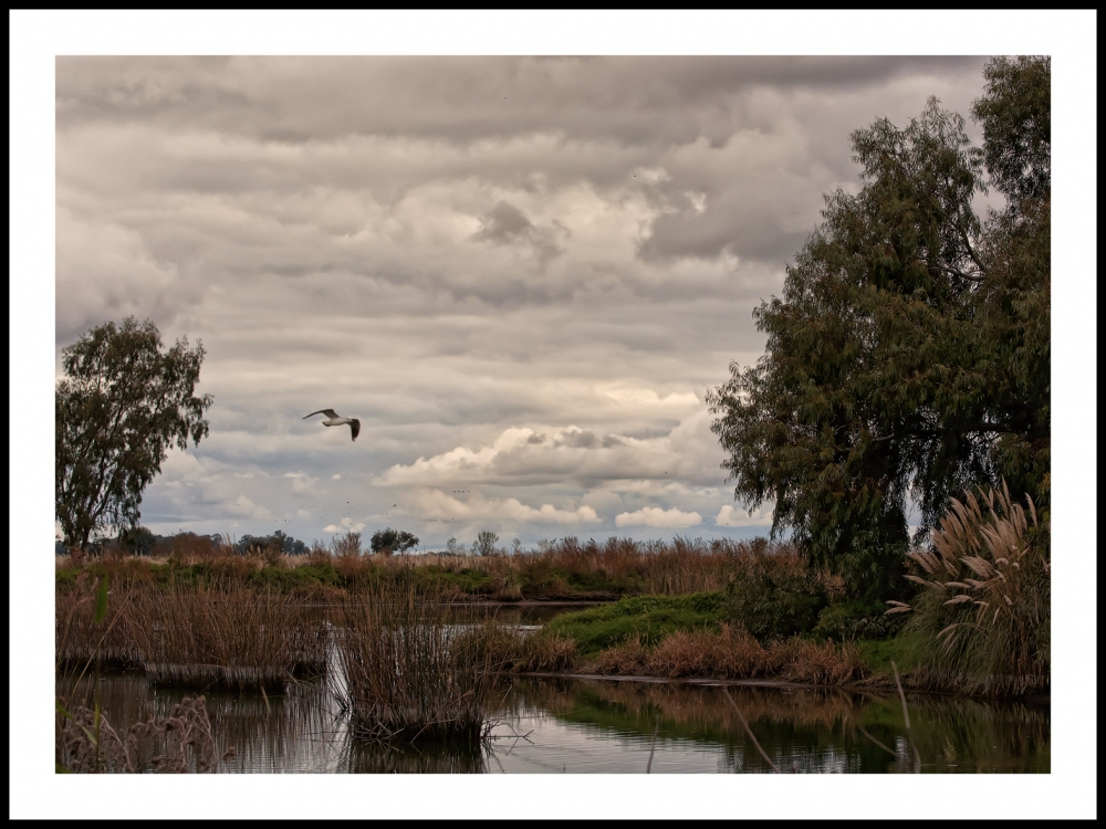 "tarde de laguna" de Jose Luis Anania