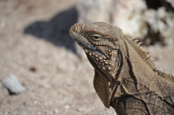 "Iguana" de Mauro Zambano