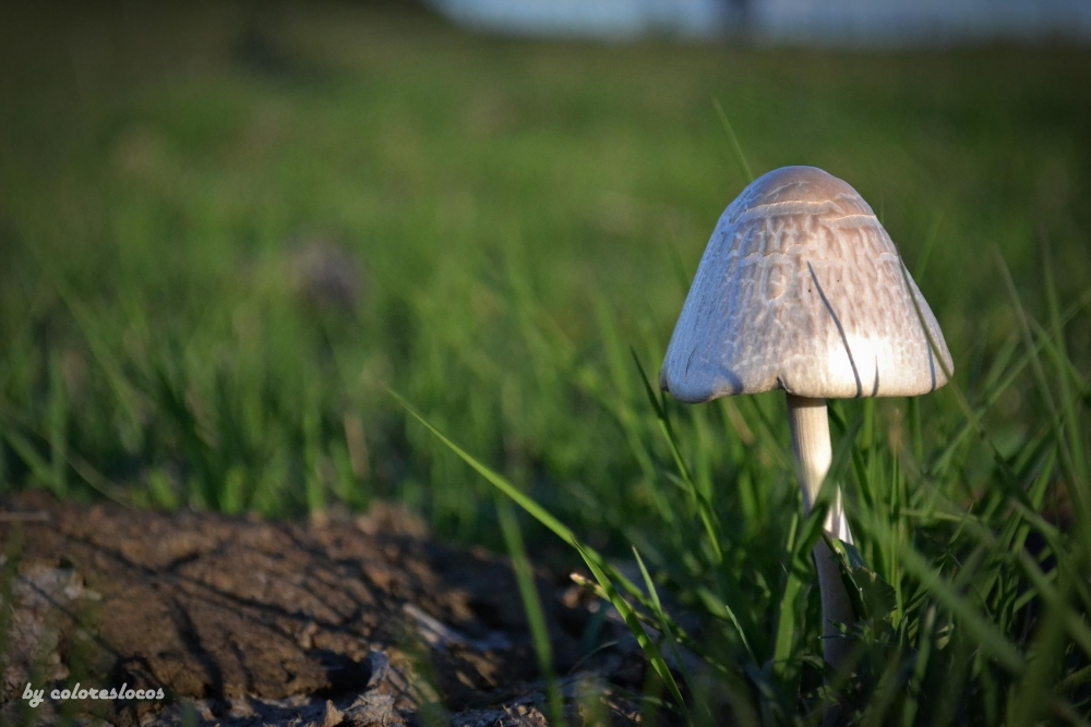 "Psilocybe cubensis" de Julio Cesar Perez