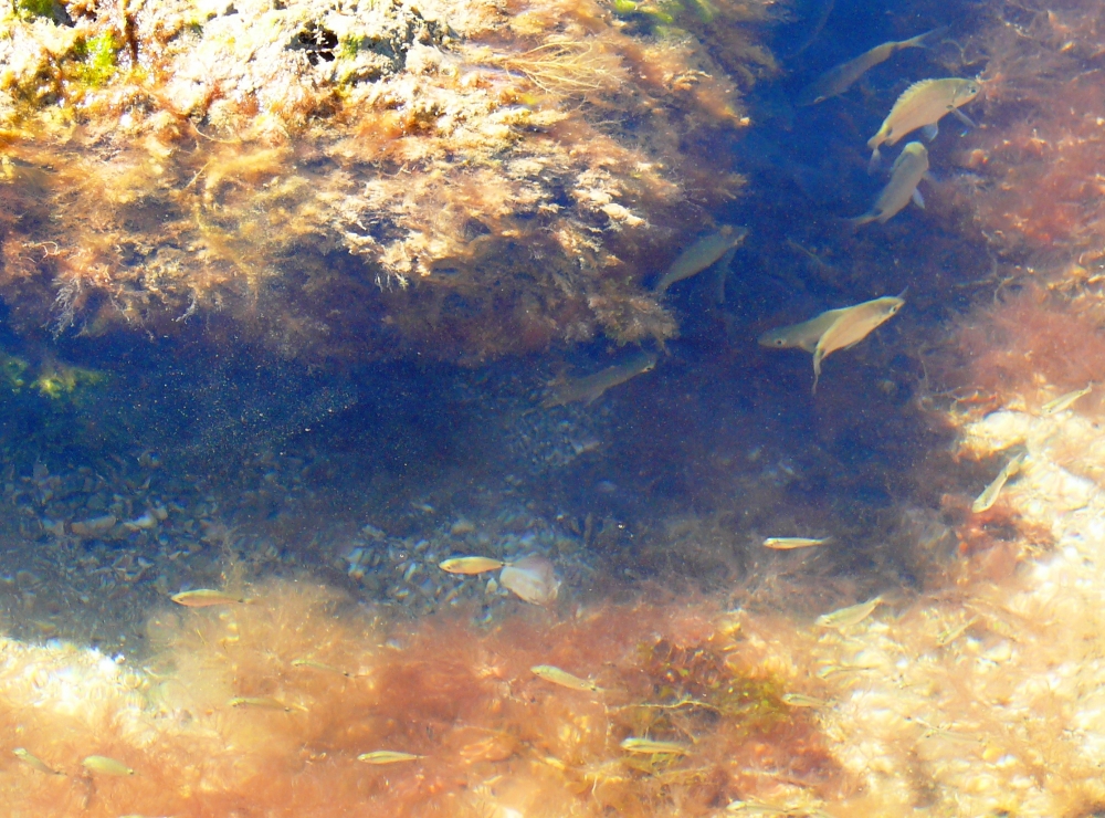 "Peces" de Luis Fernando Somma (fernando)