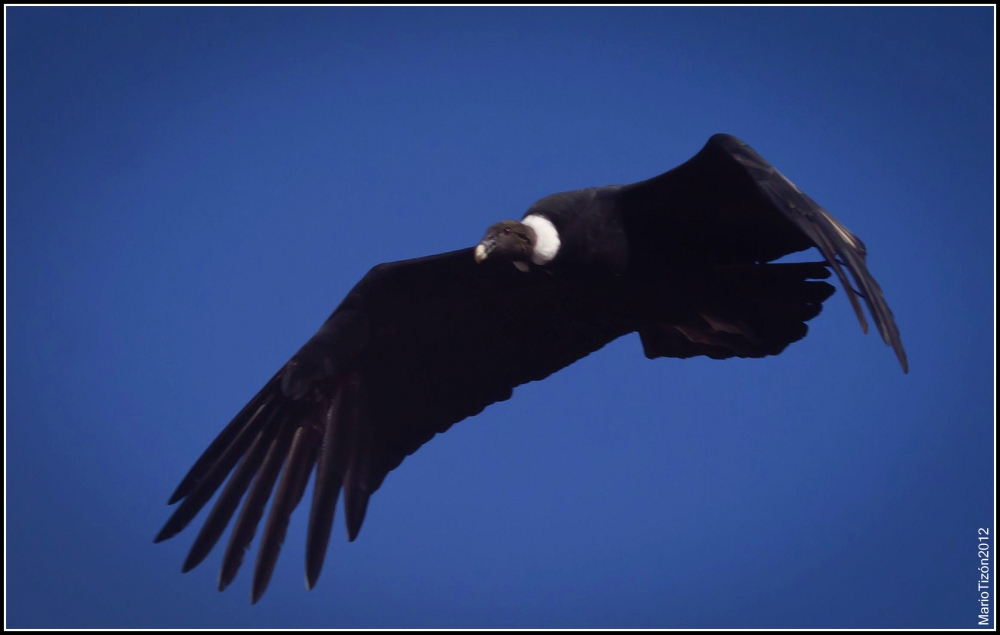 "Condor. ( macho) El Rey de las Alturas" de Mario Tizn