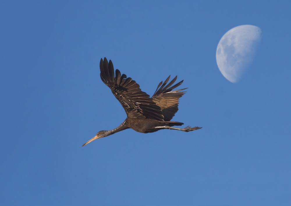 "el carau y la luna" de Edith Polverini