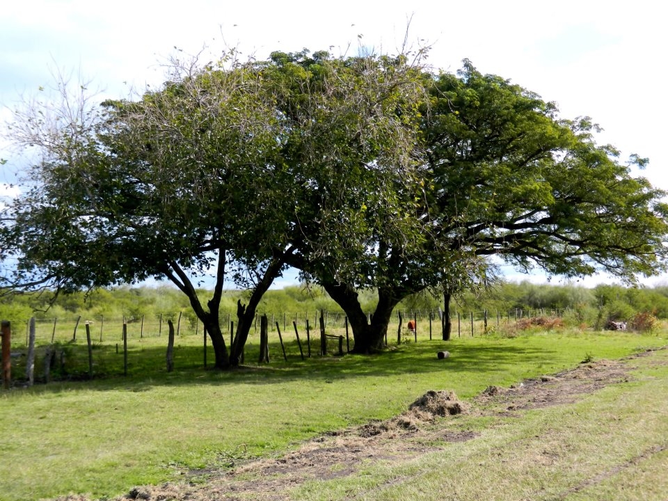 "Arbol viejo" de Pato Roa