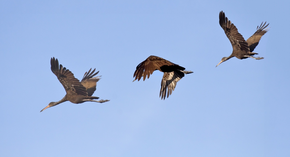 "secuencia de vuelo" de Edith Polverini