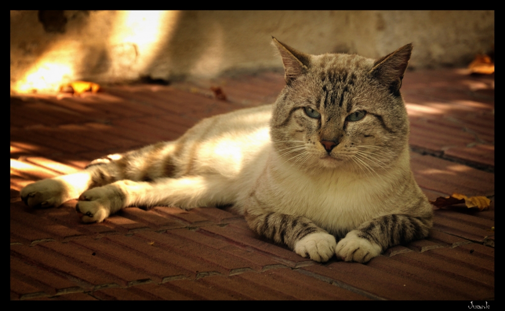 "Me parece que he visto un lindo gatito..." de Juan Carlos Olariaga