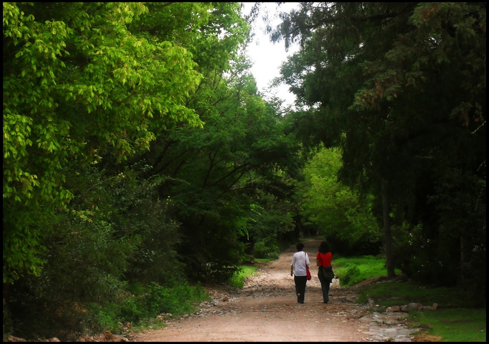 "Camino al bosque" de Jorge Vicente Molinari