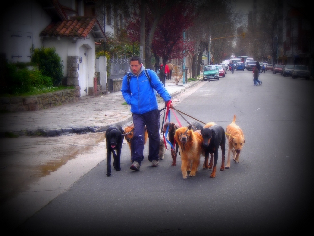 "Paseando perritos" de Roberto Velazquez