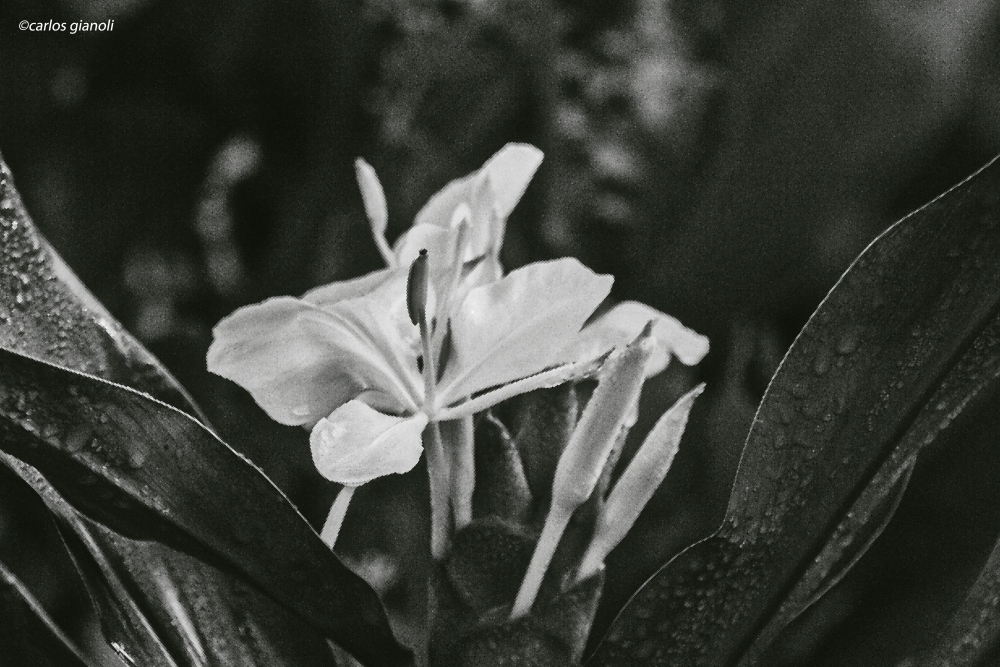 "Flor blanca" de Carlos Gianoli