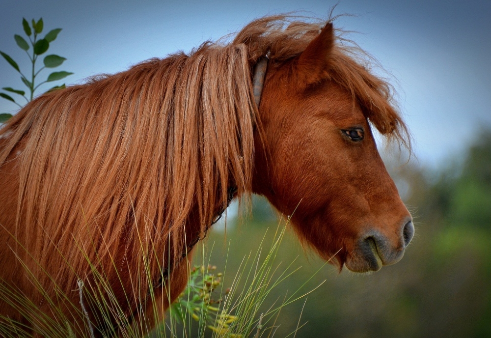 "caballito" de Mercedes Orden