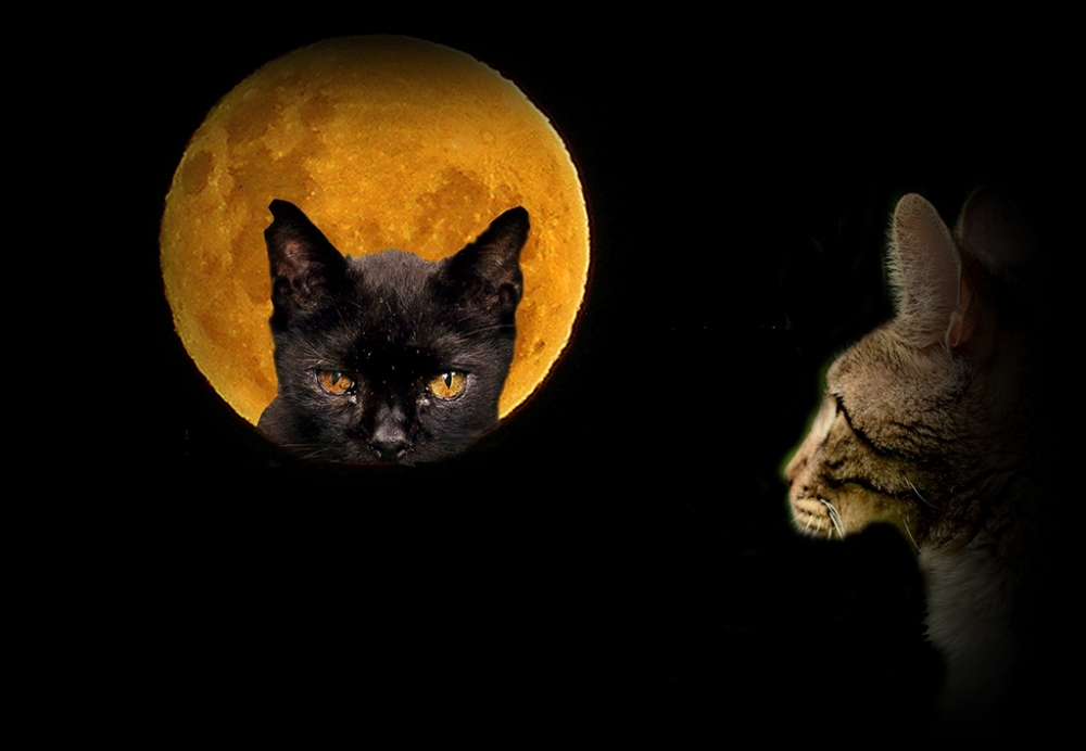"de gatos y luna" de Mercedes Orden