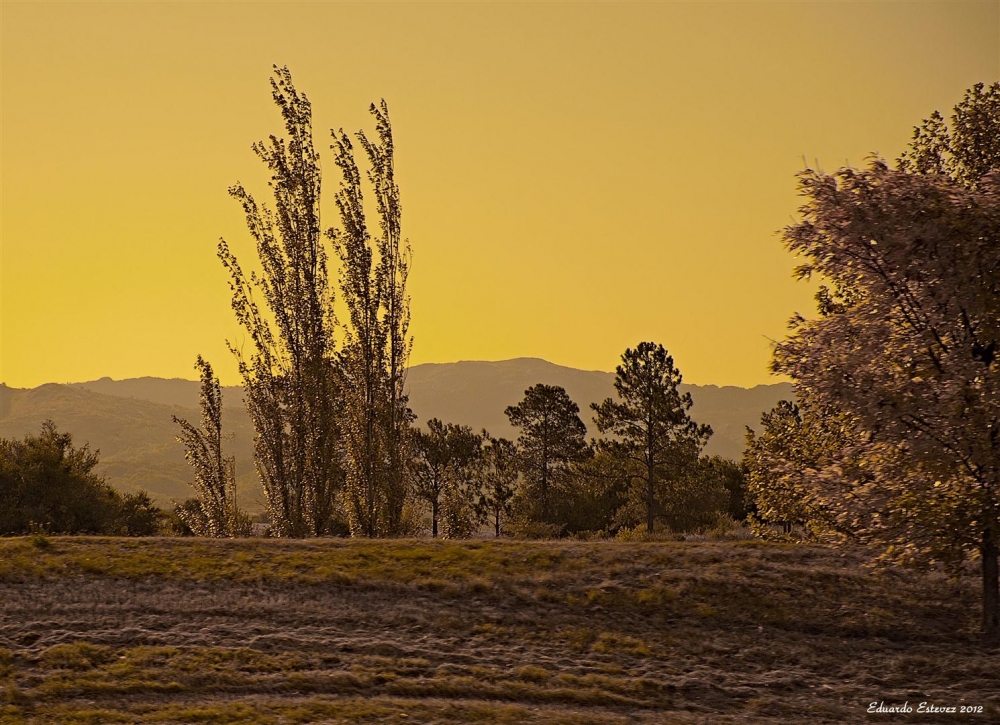 "Arboles" de Eduardo Estevez