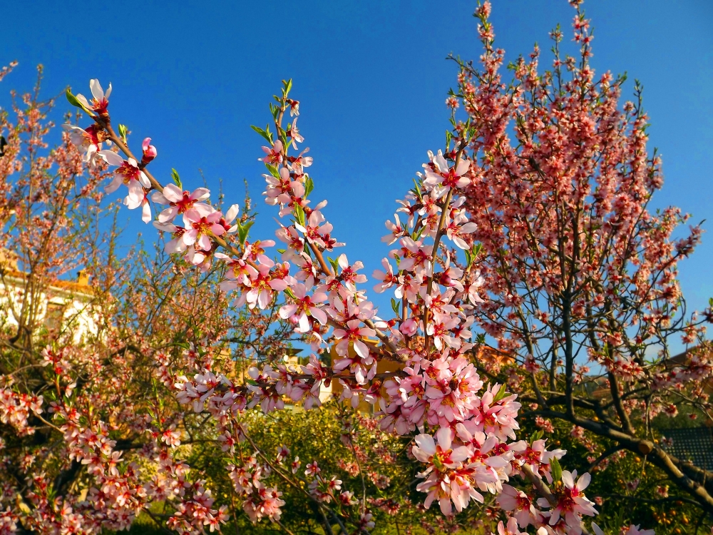 "almendros en flor" de Pascual Navarro