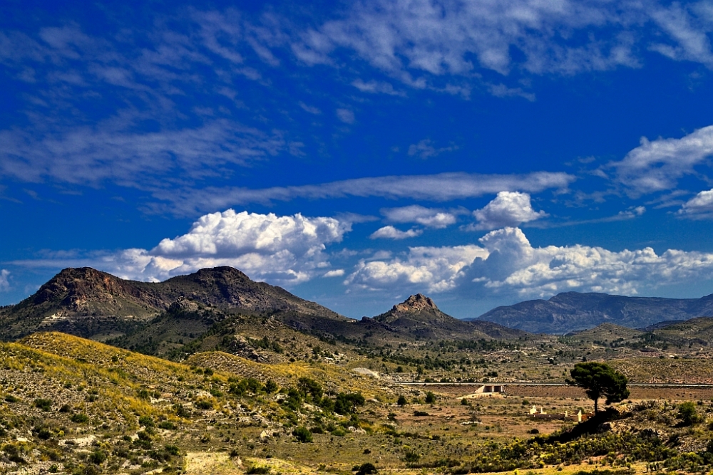 "Paisaje con pino" de Francisco Jos Cerd Ortiz