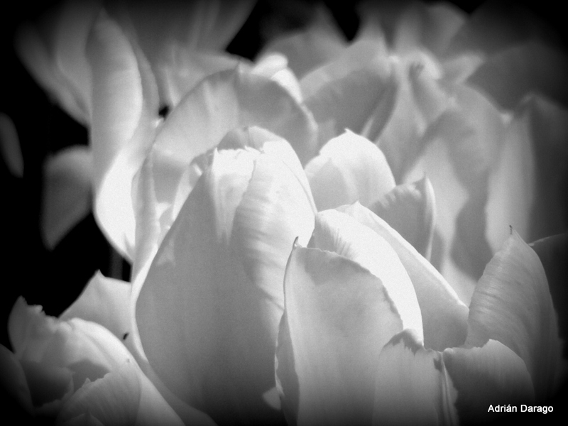 "Tulipanes" de Adrian Darago