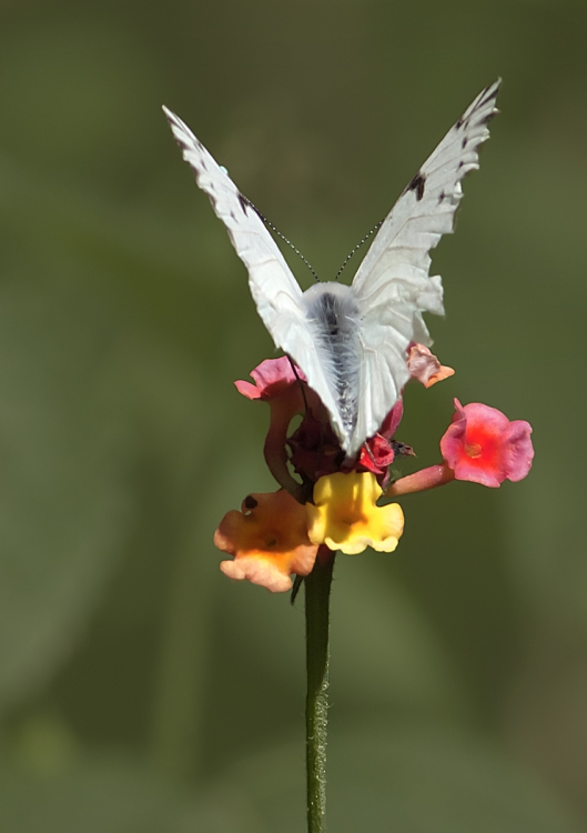 "mariposa blanca" de Edith Polverini