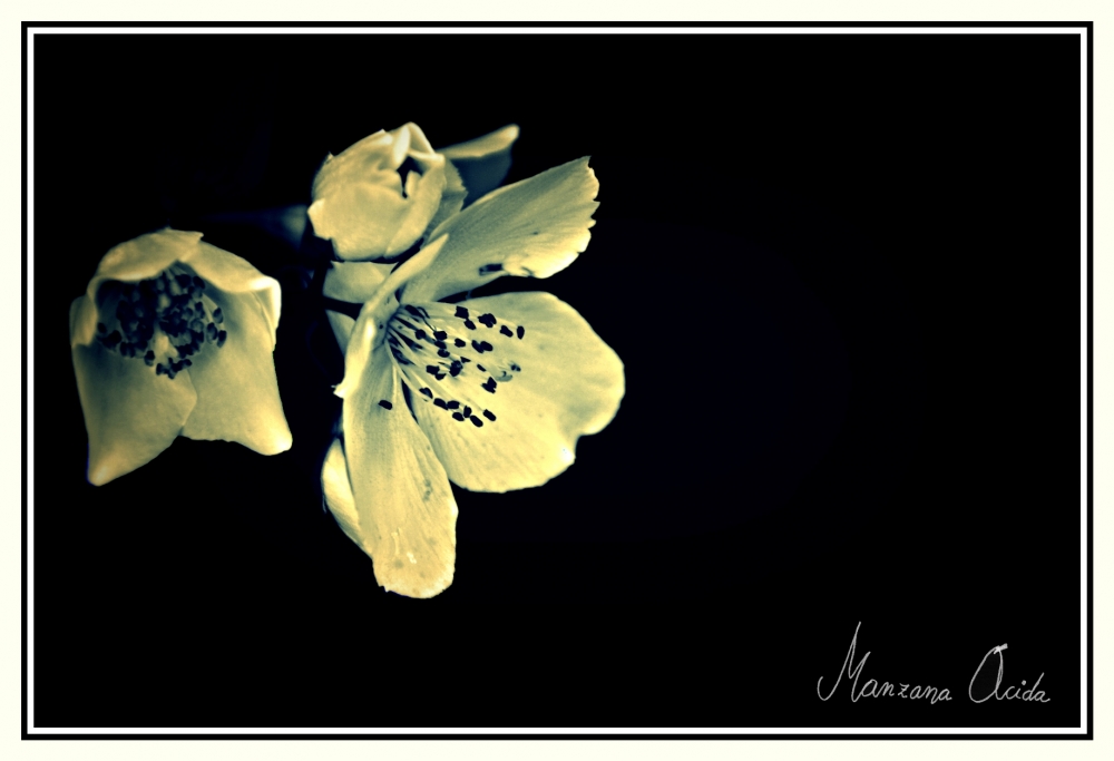 "Flor Blanca... Energa o Materia?" de Carmen Esteban