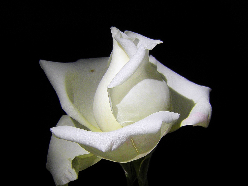 "Cultivo una rosa blanca..." de Diego Cazorla Artieda