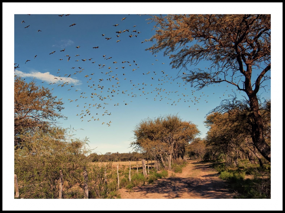 "camino de monte" de Jose Luis Anania