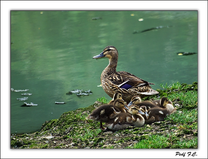 "La Familia." de Pedro Fierro C Photography