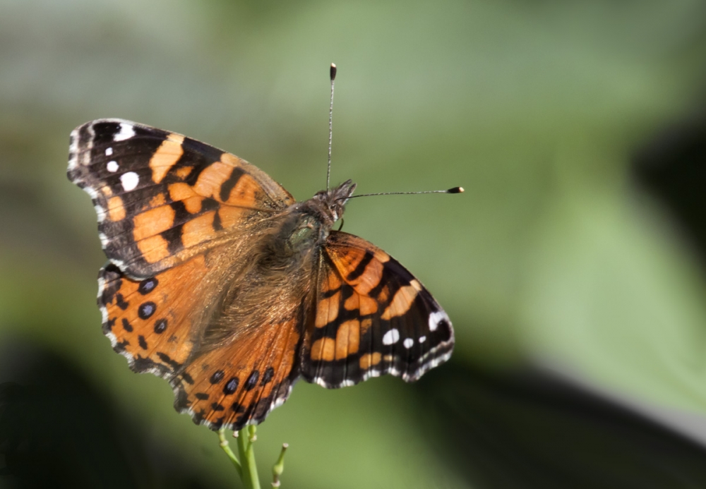 "mariposa en la RECS" de Edith Polverini