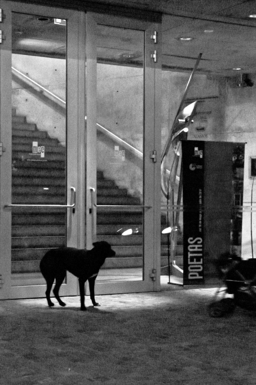 "el perro del museo" de Lucrecia Mara Pastrana R