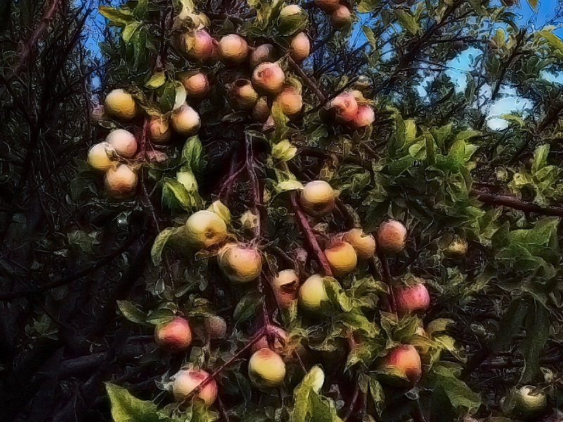 "Manzanas" de Ricardo Cascio