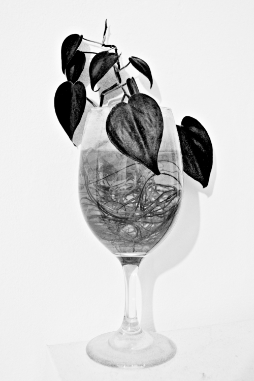 "Botanica improvisada" de Dario Nicolas Brea