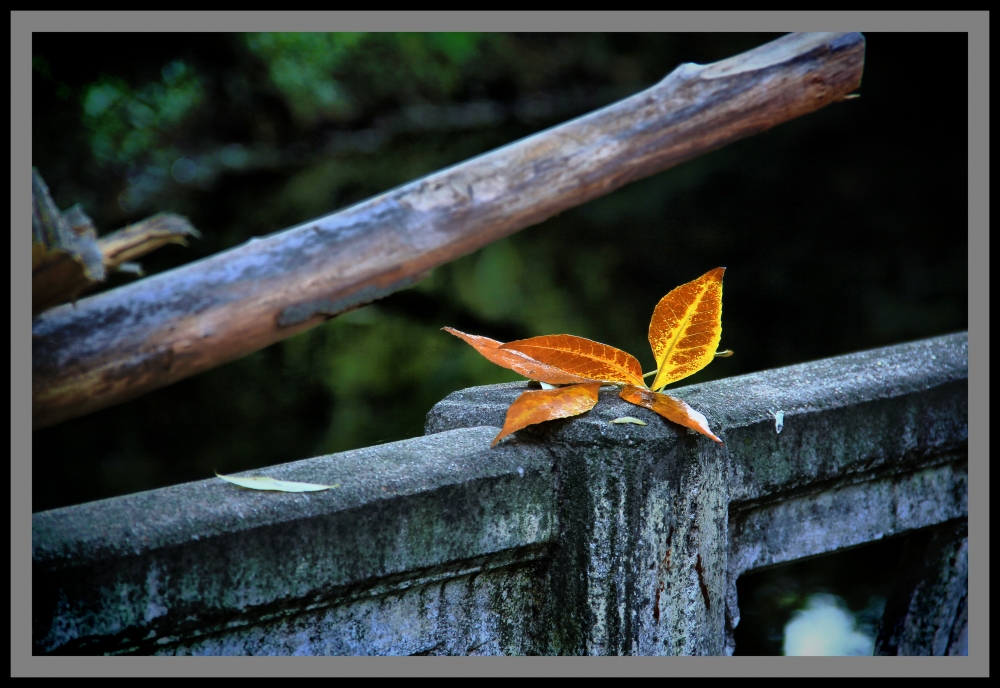 "En pose!!!" de Maria Eugenia Cailly (euge)