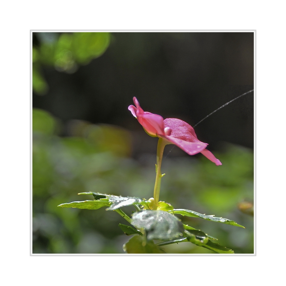 "ltima flor del otoo" de Rafa Lanuza