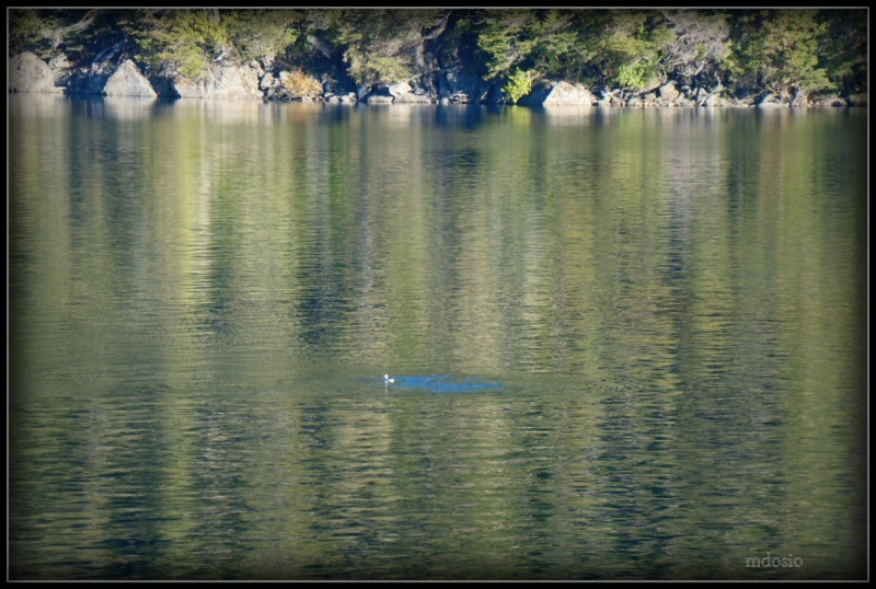 "Baandose en los reflejos del lago..." de Miguel Angel Dosio