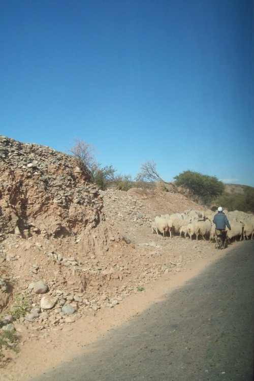 "pastorcito" de Hugo Alberto Veinticcinque