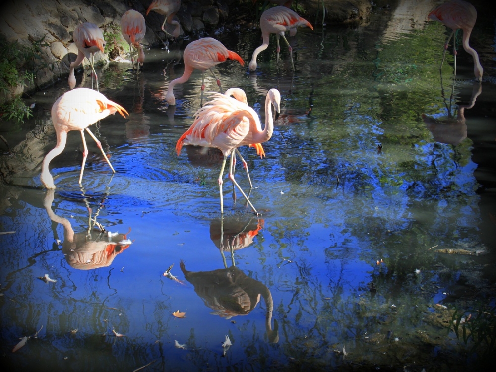 "Flamencos." de Roberto Velazquez