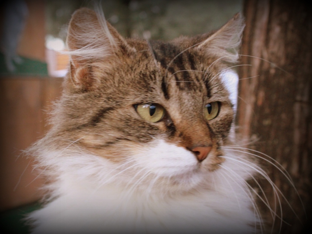 "Mirada felina." de Roberto Velazquez