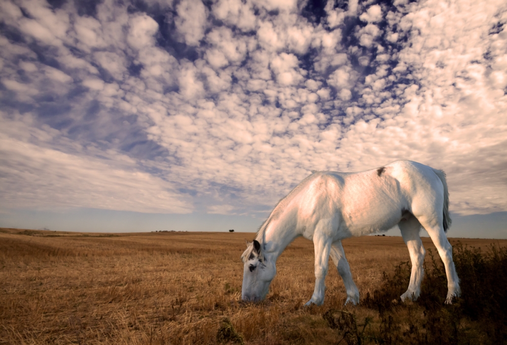 "Fantasia del caballo blanco" de Edith Polverini