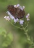 otra mariposa