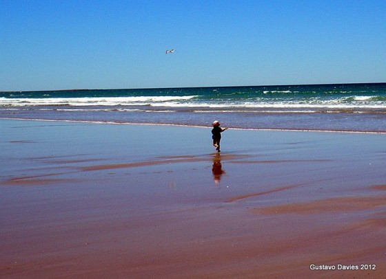 "...las gaviotas no se dejan acariciar..." de Gustavo Davies