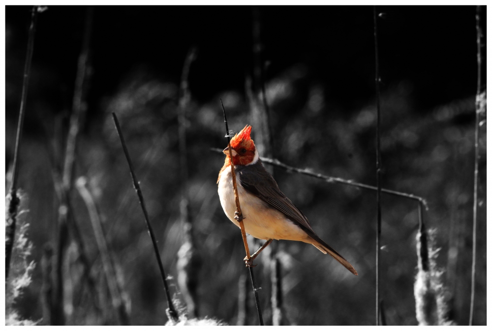 "Cardenal" de Roberto Solimano