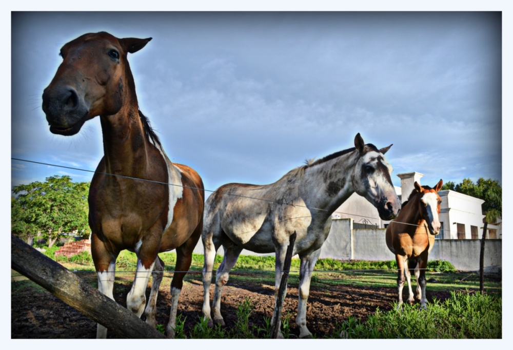 "Tres Caballos" de Gabriel Navarro